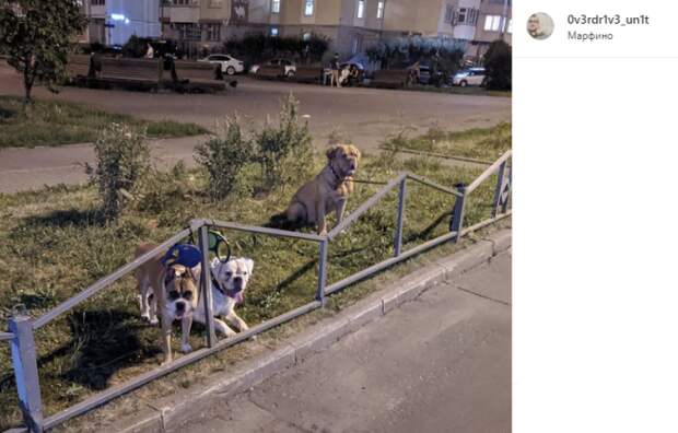 Фото дня: Кашенкин Луг под охраной собак