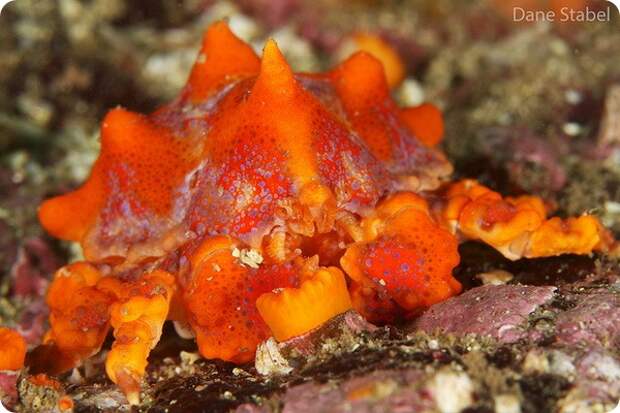 Крабовидный рак-отшельник Lopholithodes mandtii