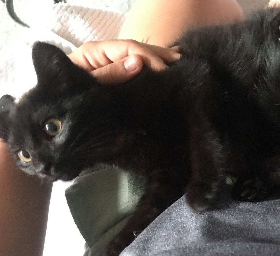 kitten-found-stuck-in-a-cup-leads-rescuers-to-save-his-entire-family-1