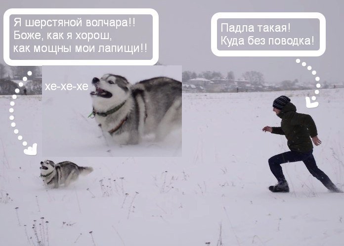 00WZstcX4AuWhS (696x497, 42Kb)