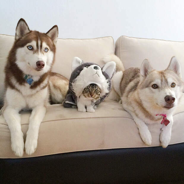Без кота и жизнь не та