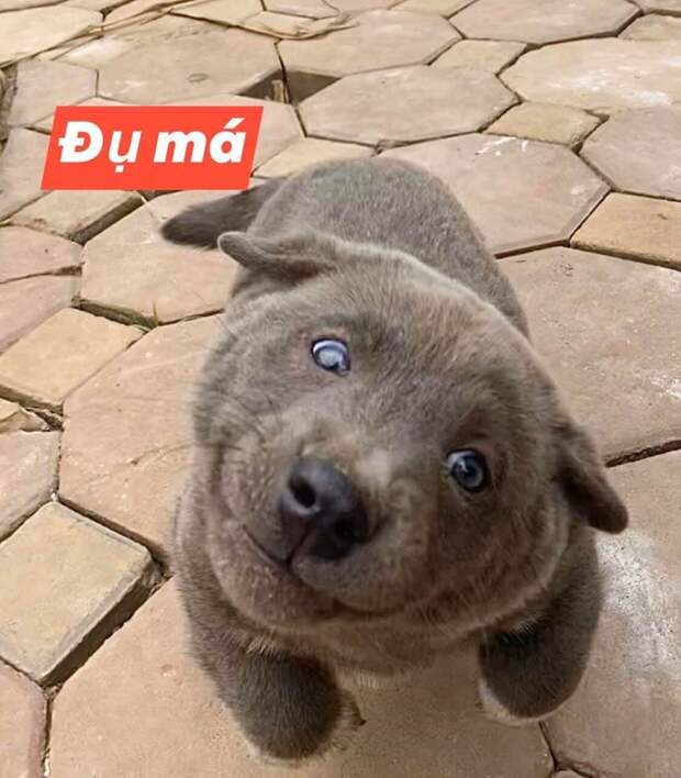 кот или собака мемы