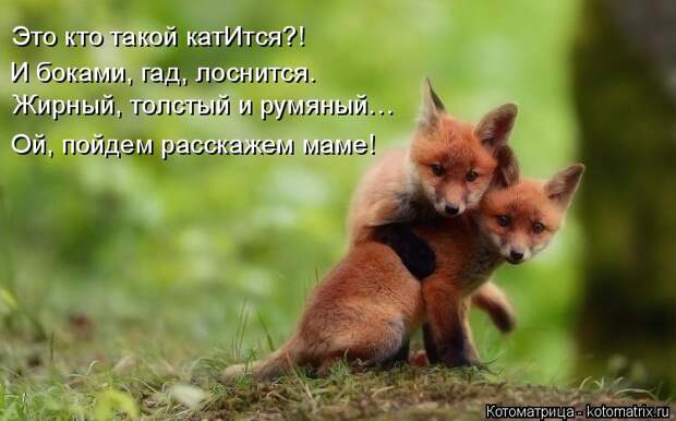 Лучшие котоматрицы недели (50 фото)