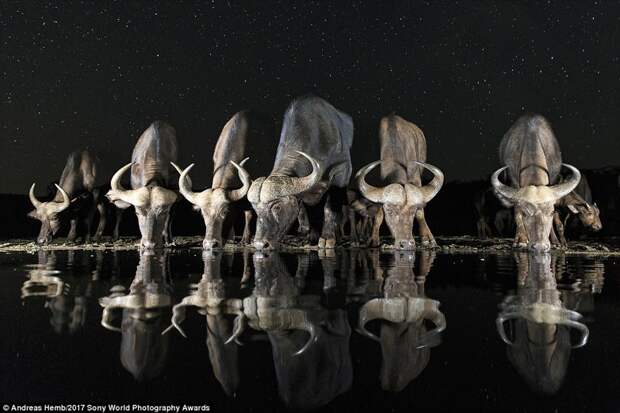 Африканские буйволы на водопое в национальном парке Зиманг, ЮАР искусство, конкурс, красота, фото