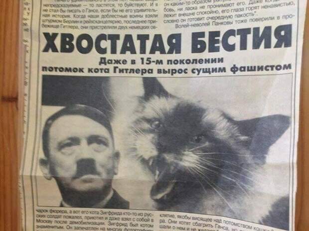 Коты-фашисты это сильно журналисты, заголовки, маразмы, непонтяное, новости, прикол, странное, фейк, юмор