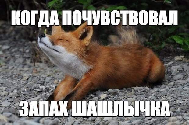 Смешные картинки с надписями прикол, юмор