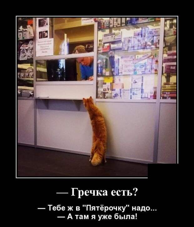 demotivatory-demotivator-smeshnye-demotivatory-demotivator-so-smyslom