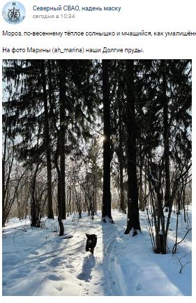 Фотокадр: пёс радуется снегу на Долгих прудах