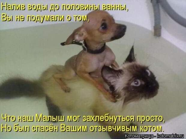 Котоматрицы (картинки с надписями)