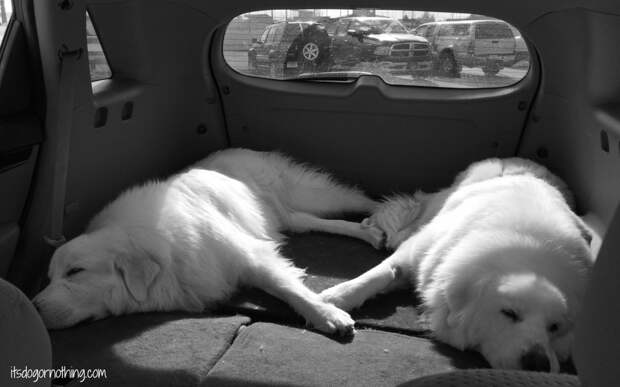 Great Pyrenees