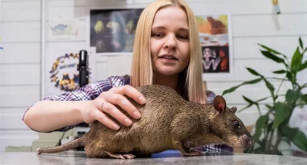 Пока Маск вживлял чип человеку, в России крыса уже отвечала на вопросы по физике