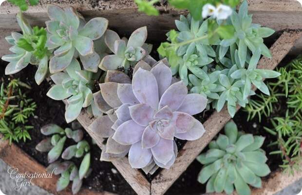 kates-succulents-in-planter6_thumb (601x390, 94Kb)