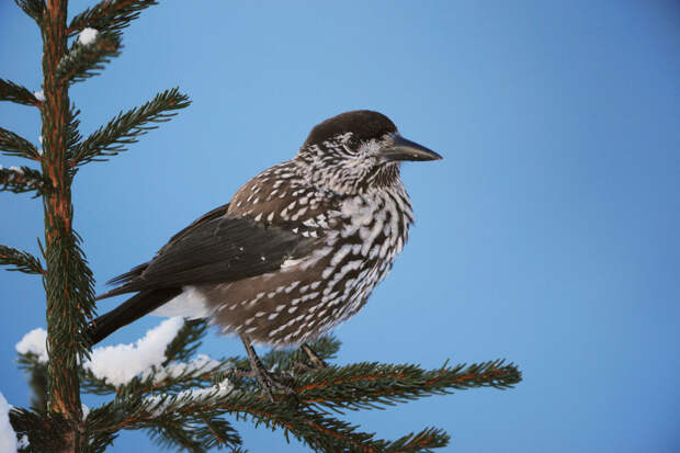 IOB: птичьи перья могут отдавать тепло в космос