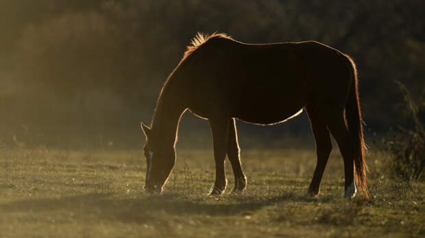 В Крыму возрождают породу лошадей, исчезнувшую более ста лет назад