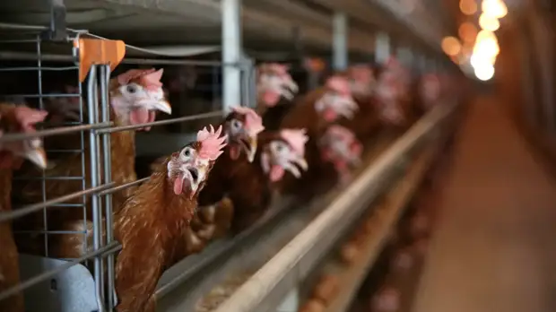 Роспотребнадзор разработал рекомендации по защите от птичьего гриппа