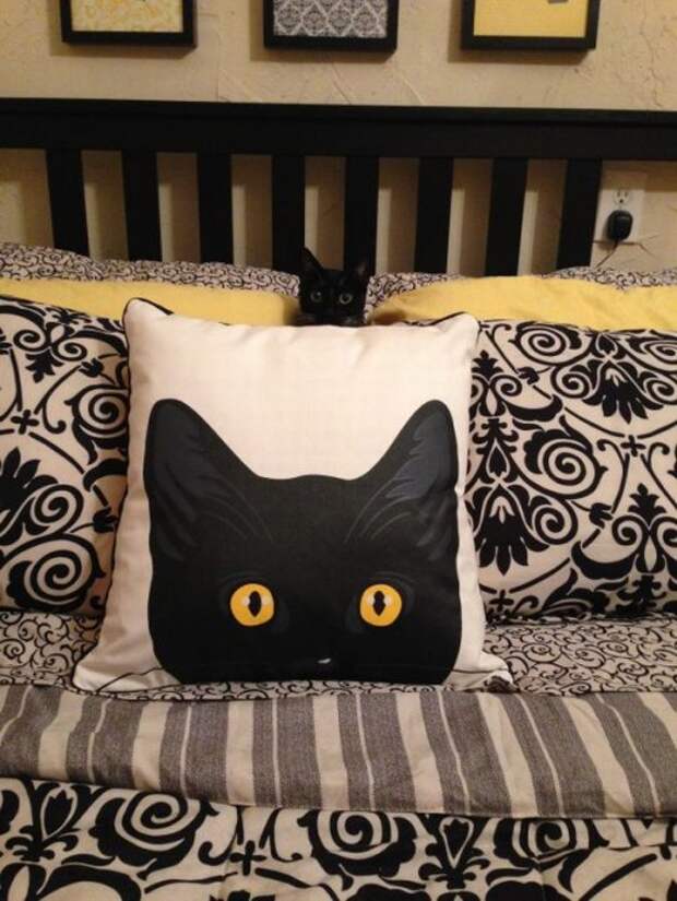 Мягкая подушка кот. Подушка плюшевая. Подушка кошка. Необычные диванные подушки. Игрушка подушка длинная.