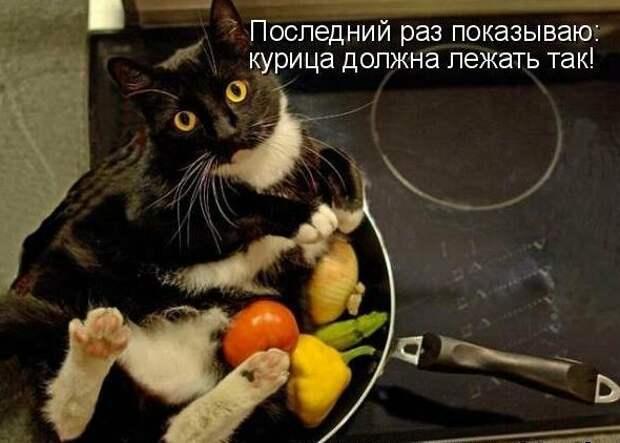 Картинки котяр с смешными надписями (34 фото) картинки, коты, юмор