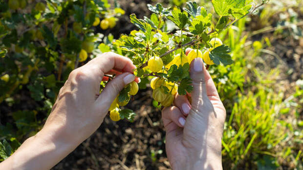 Ягоды будут размером со сливу: как спасти старые кусты крыжовника весной и летом