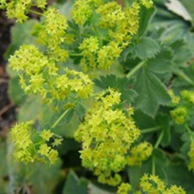 Манжетка - неприхотливый многолетник для любой почвы