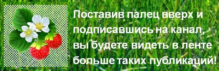 Два фактора, на которые я обращала внимание при выборе дачи