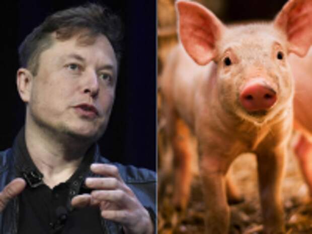 Илон маск свинья. Илон Маск чипировал свинью. Илон Маск вживил чип в свинью.
