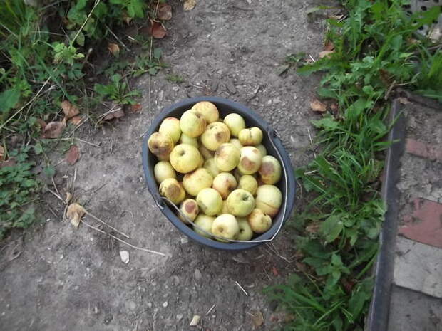 Собранные для вина яблоки