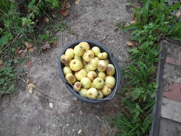 Собранные для вина яблоки