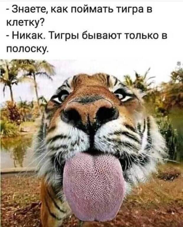 Подборка самых разных анекдотов, юмора и веселых историй в картинках