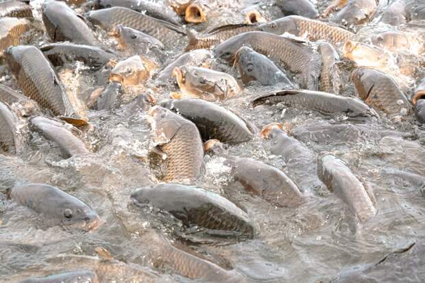 Лукашенко рассказал о технологии выращивания рыбы, увиденной у Путина в Карелии