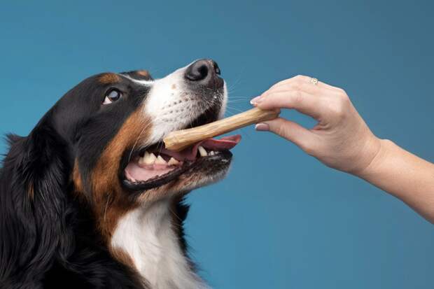 Можно ли собакам давать сырые кости