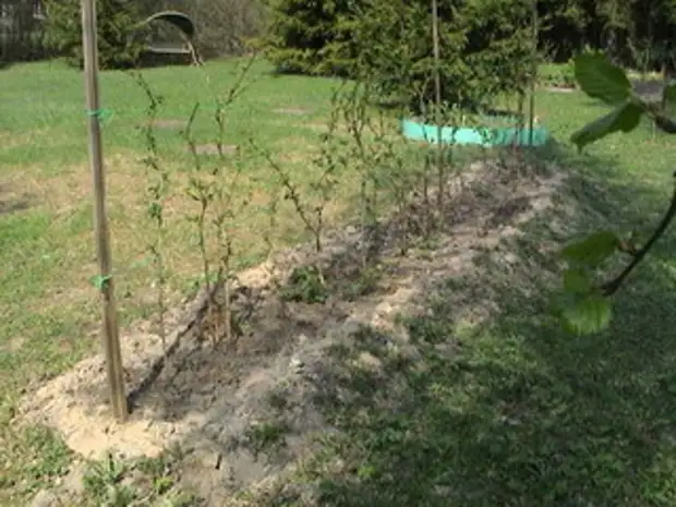 Когда сажать малину и смородину. Когда сажать малину и смородину. Подвязка малины вдоль забора. Посадка малины весной. Когда сажать малину и смородину.