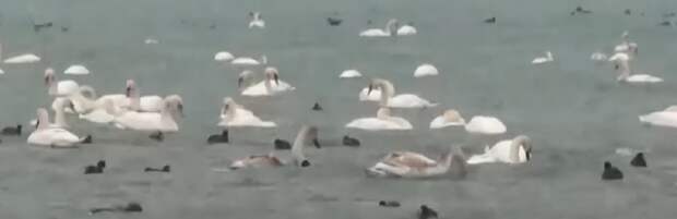 Более тысячи лебедей появились у пляжей Актау