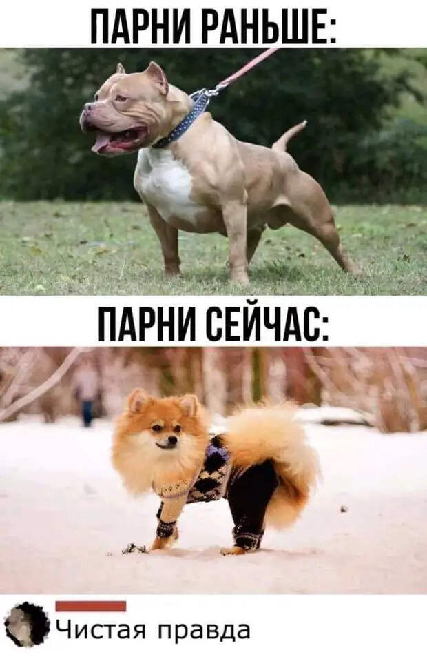 На одесском привозе: - Мадам, почему ваш гусь такой дорогой?...