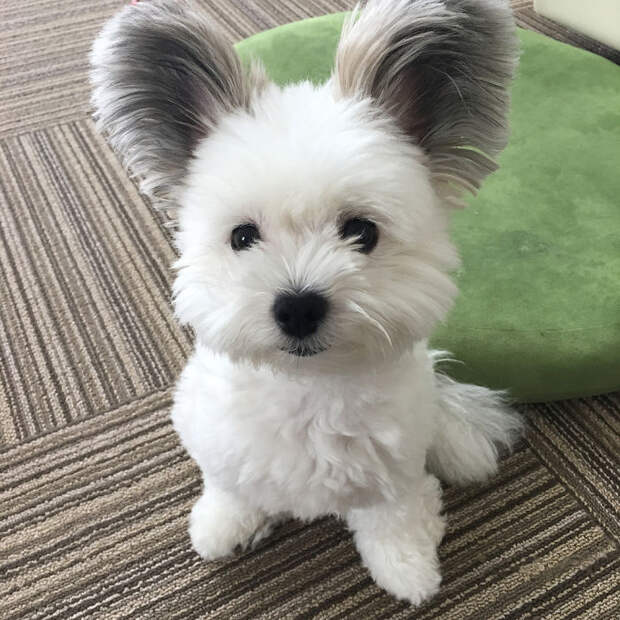 Funny-Fluffy-Ears-Dog-Goma