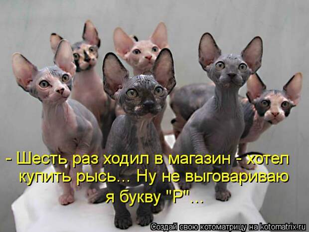 Котоматрица: - Шесть раз ходил в магазин - хотел купить рысь... Ну не выговариваю я букву "Р"...