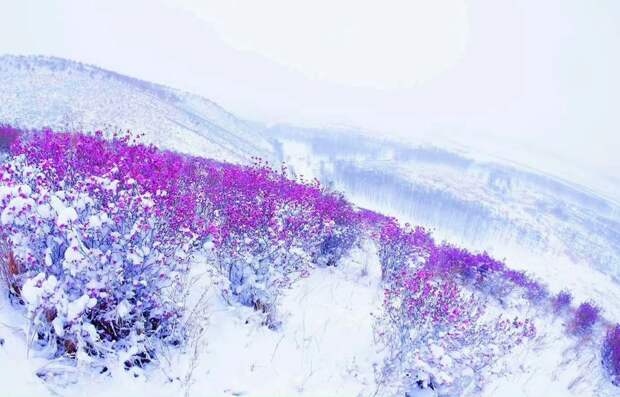 Цифровая фотография 樱花落下 Гуандун Китай