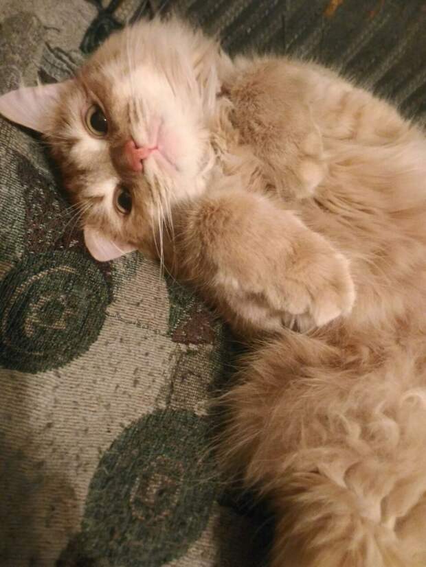рыжий кот