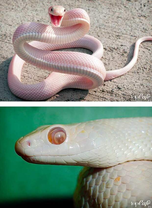 Самые красивые змеи: Техасский белый полоз