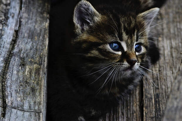 Встреча домашней кошки и уличного котенка растрогала пользователей Сети