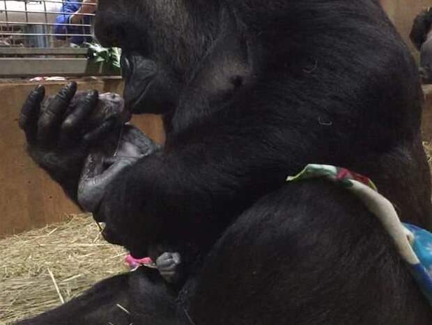 Молодая мама тут же принялась нянчить и целовать сына Смитсоновский национальный зоологический парк, горилла, детеныш, животные, поцелуй, рождение, фото
