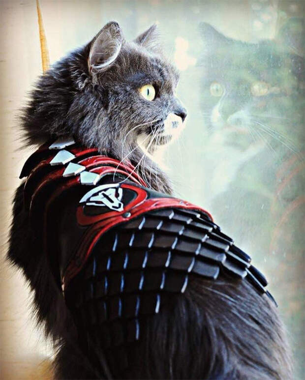 Котики, которые не обходятся без боевой брони