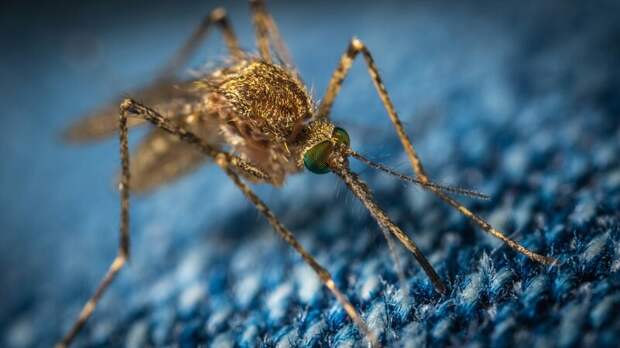 Комары в Балашове: жители жалуются на заросли и бездействие управляющей компании