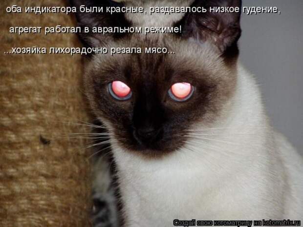 Лучшие котоматрицы недели