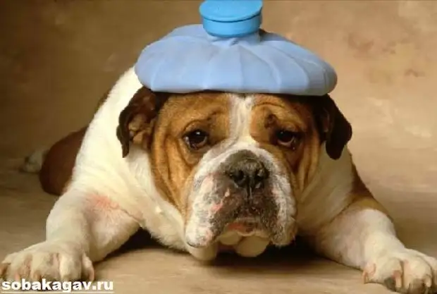 Английский бульдог собака. Описание, особенности, уход и цена английского бульдога