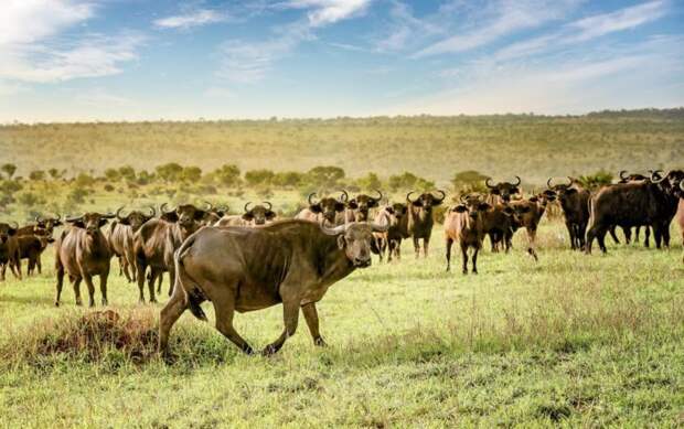 Распространение буйвола африканского