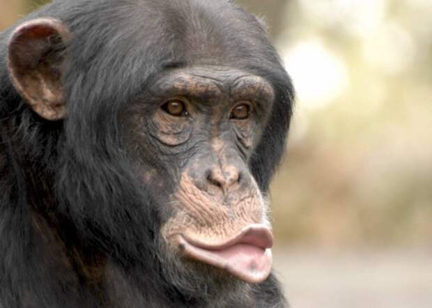 В движениях губ шимпанзе обнаружилась ритмика человеческой речи
