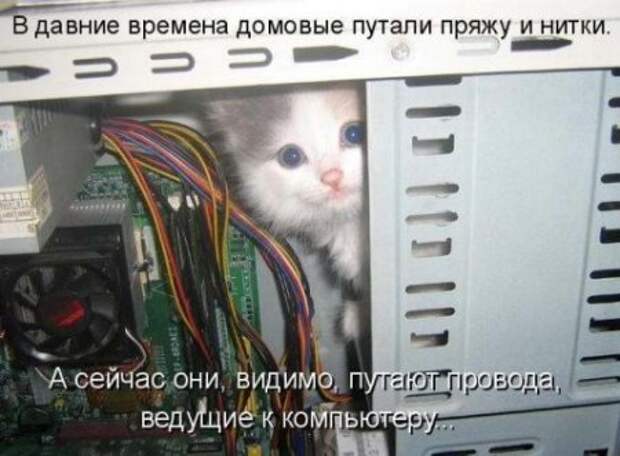 Тяга кошек и собак к хакерству.))