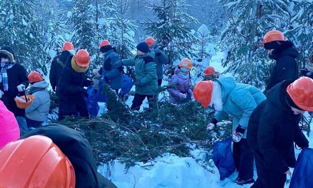 В Каргополье юные лесоводы заготавливают сырье