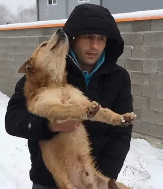 Пес на руках Мужчина и собака