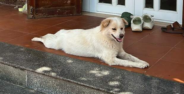 Рябоконь: петербуржцев может ждать повышение штрафов за нападения собак